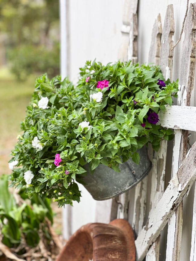 vintage bucket with flowers hanging on old fence post