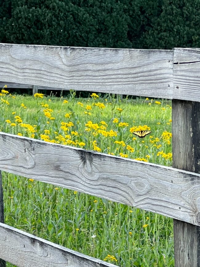 yellow wildflowers and a butterfly behind a faded wood fence