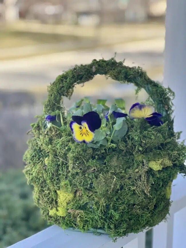 Moss covered basket with purple and yellow pansies inside