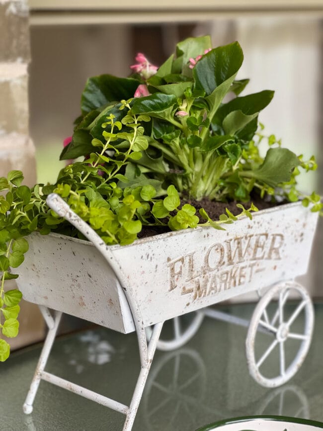 white galvanized planter with plants inside