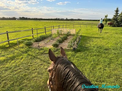 horse next to a planted garden in a field