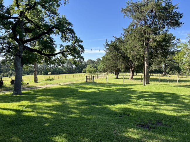 green grass, blue sky and lots of trees with a barbed wire fence