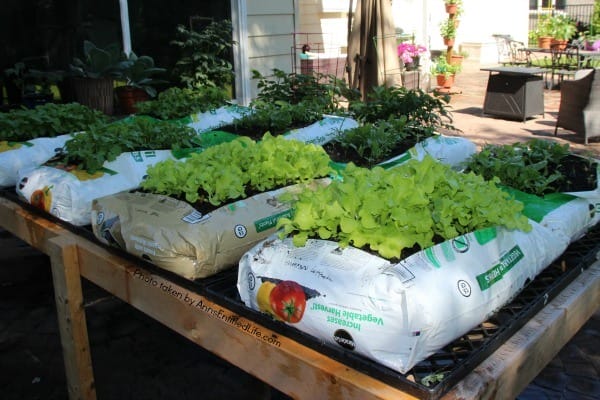 rows of garden veggies being grown inside a bag on a table