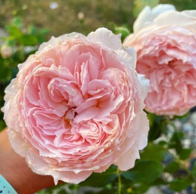 two pink roses