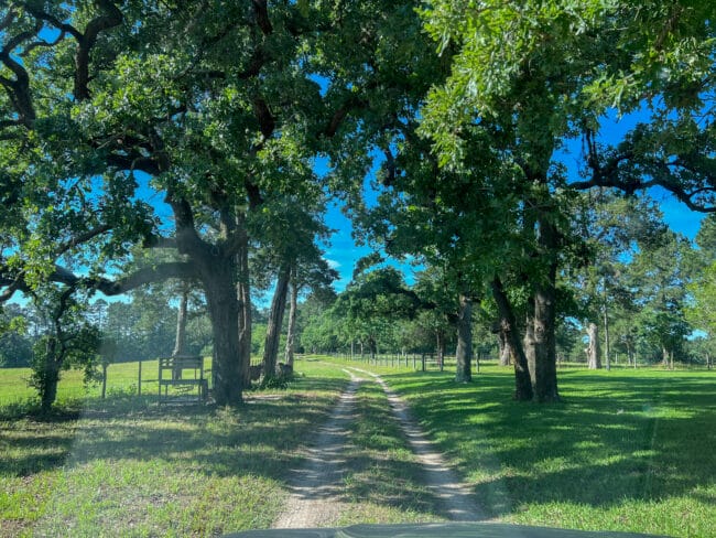 dirt road driveway with trees over top and blue skies