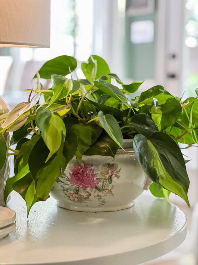plant inside a vintage floral chamber pot