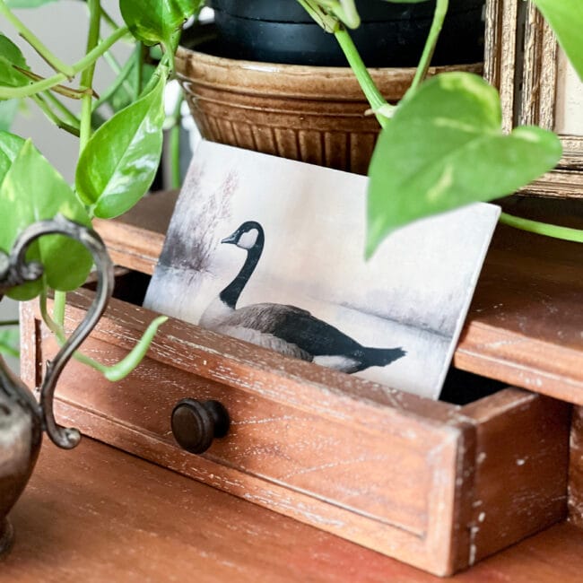 small drawer with a swan canvas sitting inside and plant behind it