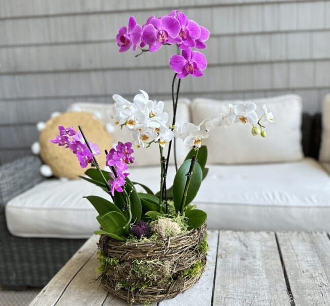 purple and white orchid in a moss basket sitting on a rustic coffee table with sofa in background
