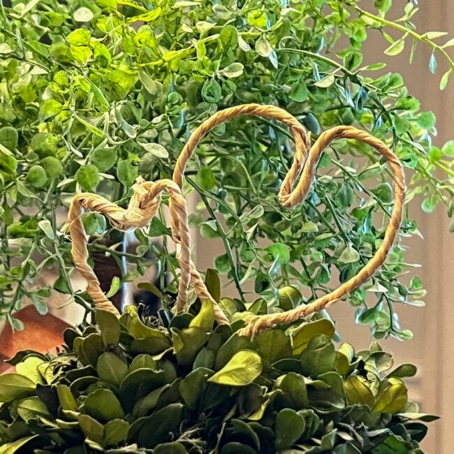 two wire hearts hand=shaped and stuck into the top of a boxwood topiary