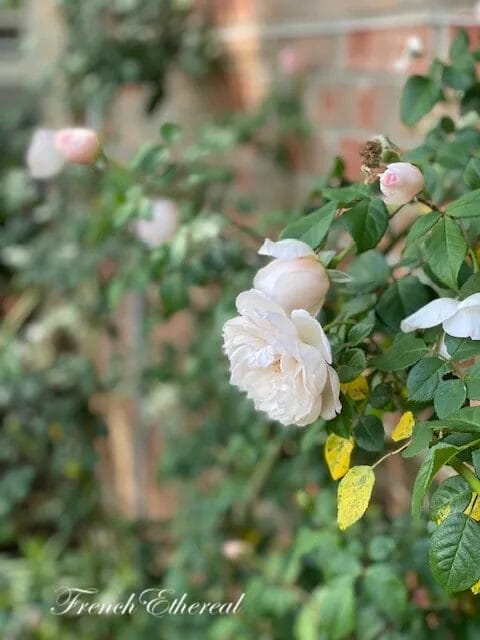 white roses hanging on a vine