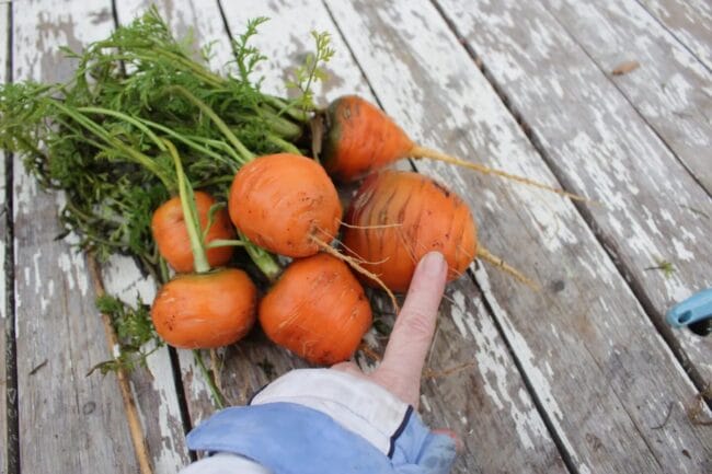 a hand pointing to tiny fat homegrown carrots