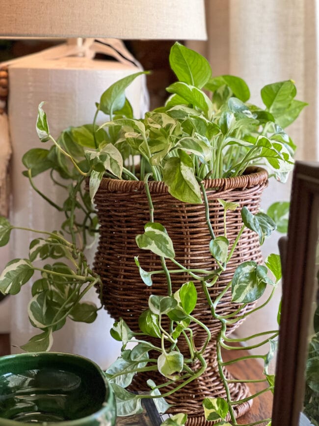 close up of an ivy plant sitting in a wicker urn in front of a white lamp