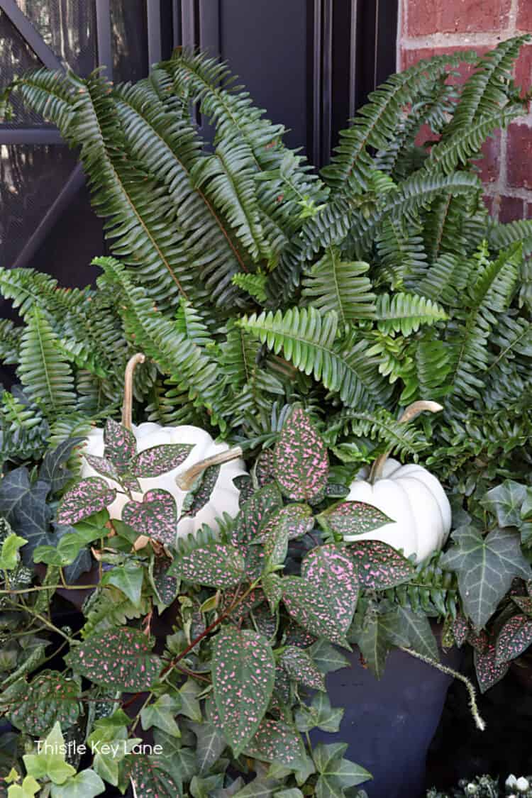 Ferns and other greens in a planter with white pumpkins tucked inside the foliage