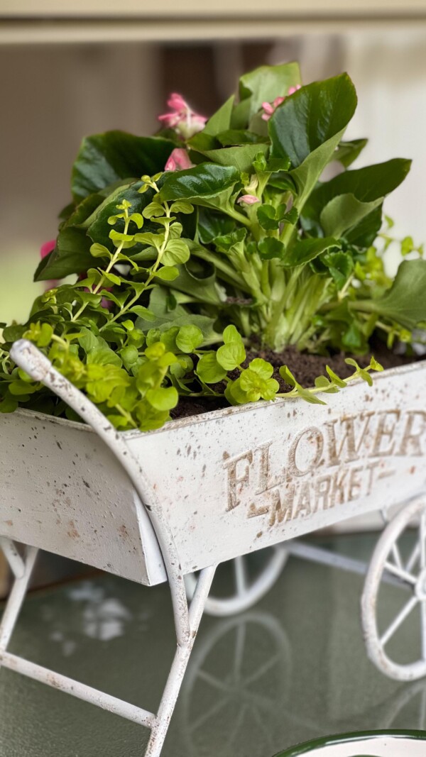 Do you tuck little cuties in your plants for fun?If not, keep things interesting and try it!

And join us on the blog for the Pinterest Challenge post today. You will see some fantastic container gardening ideas. 🌸

Including how to turn almost anything into a planter. 🌱🌿
.
wmdesignhouse 
thistlekeylane 
sonatahomedesign 
southhousedesigns 
.
planters  planterpots  planterideas  spring  containergarden containergardeningideas  containerplanting  pinterestchallenge